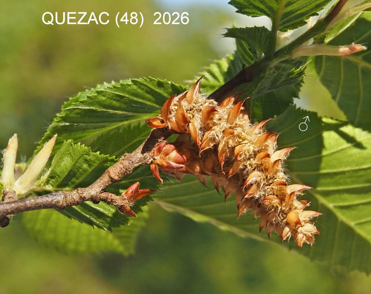 Hornbeam flower